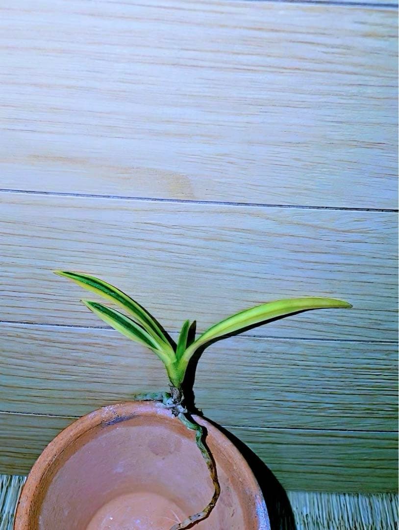 富貴蘭「清涼殿」若木割子