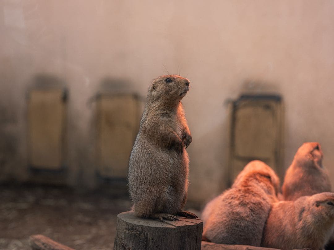 レンズ(単焦点) FUJIFILM GF80mm F1.7 R WR