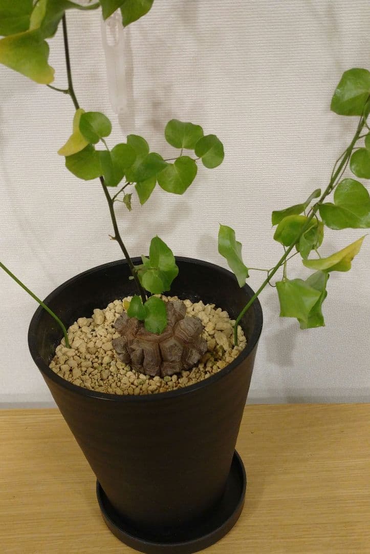 亀甲竜 バキボコ割れ 美株 ディオスコレア 塊根植物