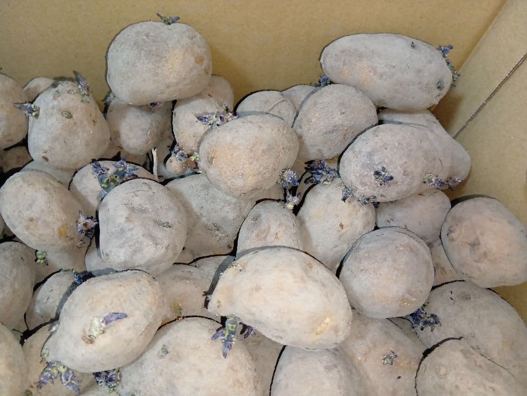 インカのめざめ 種芋 7kg④