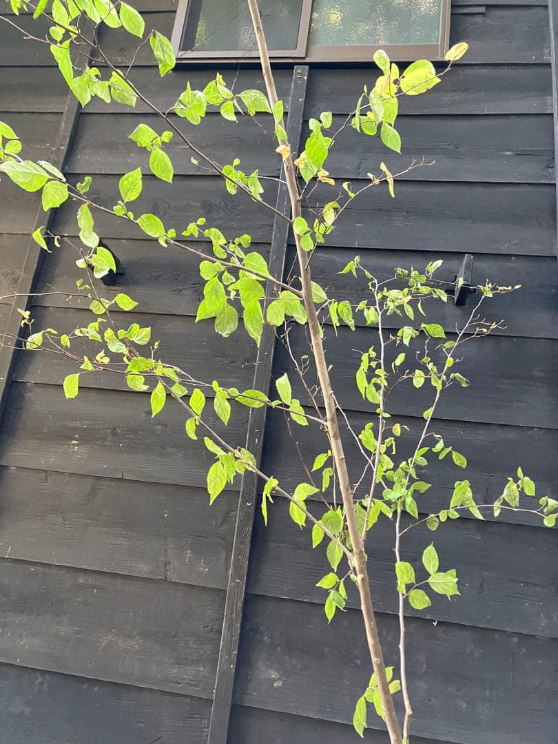 しし　 山採り　エゴノキ　40 アセビ