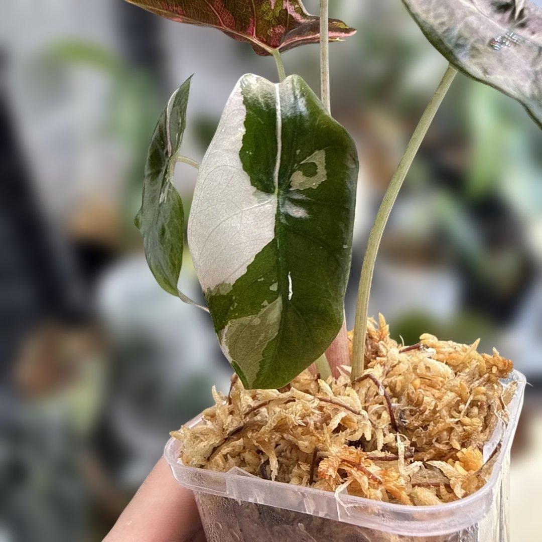 アロカシア シャントリエリ ピンク