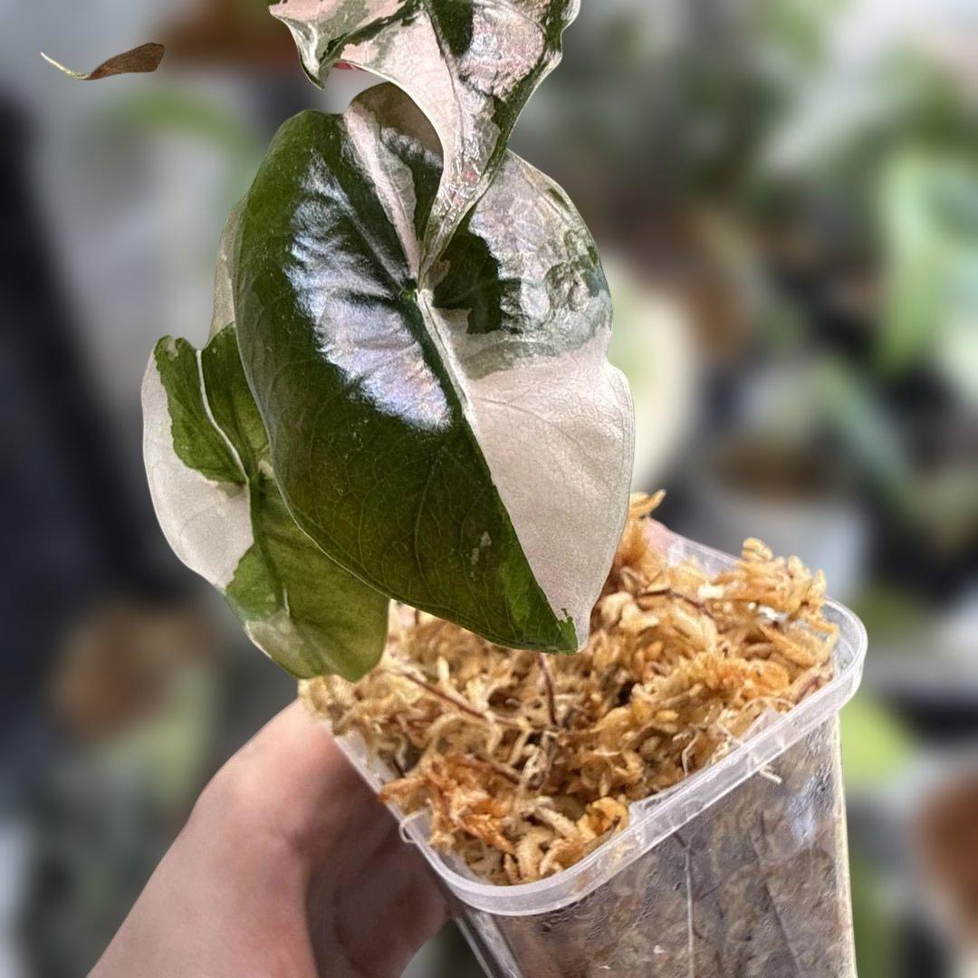 アロカシア シャントリエリ ピンク