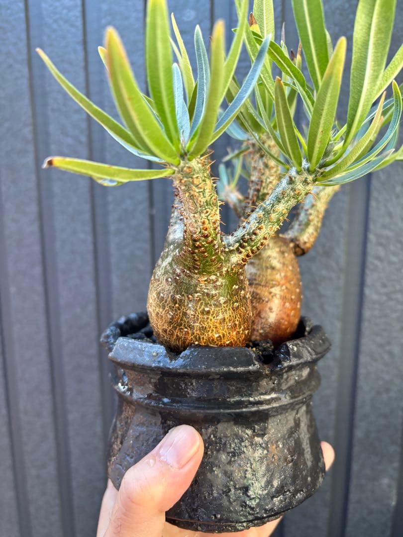 パキポディウム グラキリス (二頭)発根済み