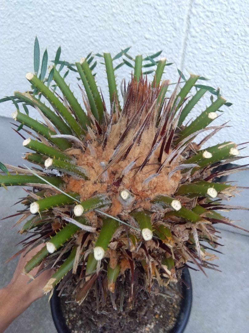 ソテツ　幹太株　⑤