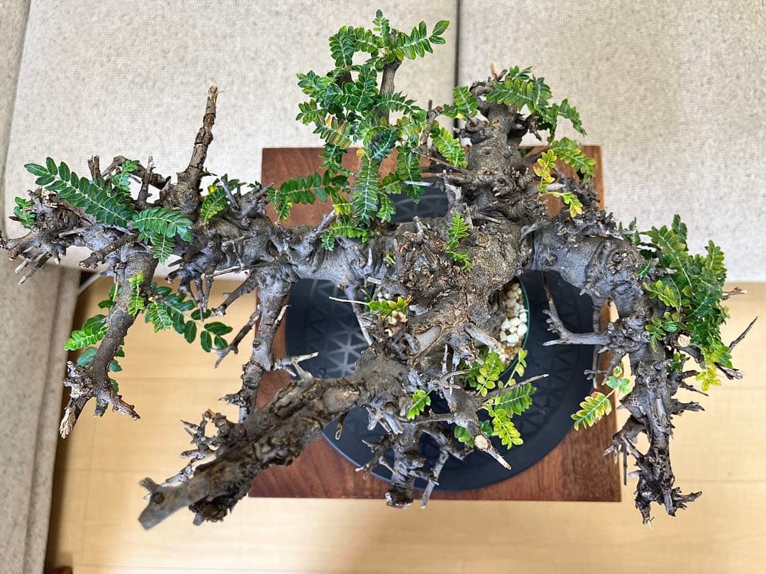 ボスウェリア ネグレクタ ブラックスキン 大株 低重心