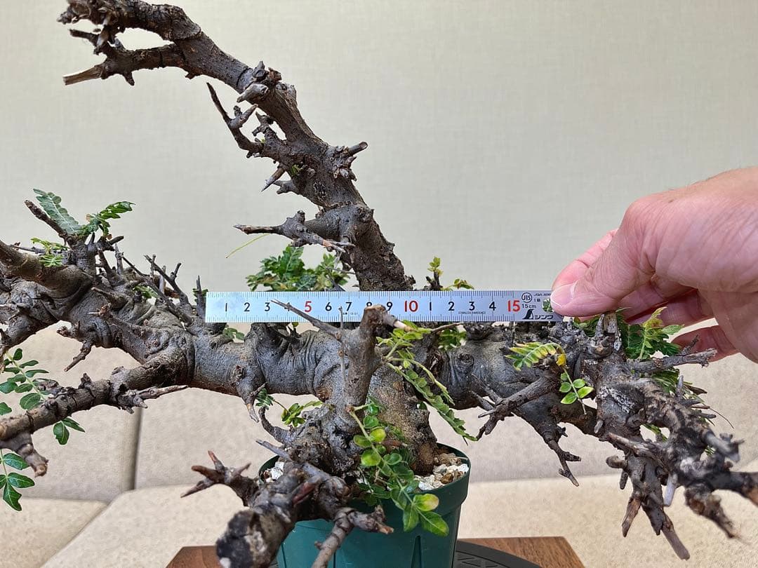 ボスウェリア ネグレクタ ブラックスキン 大株 低重心