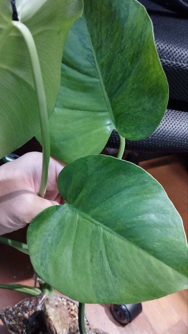 モンステラ　グリーンオングリーン　グリーンゴースト　1点のみ