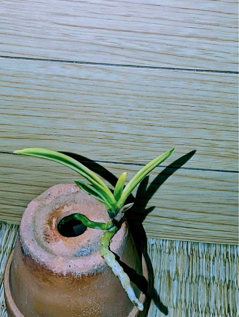 富貴蘭「金閣」若木割子