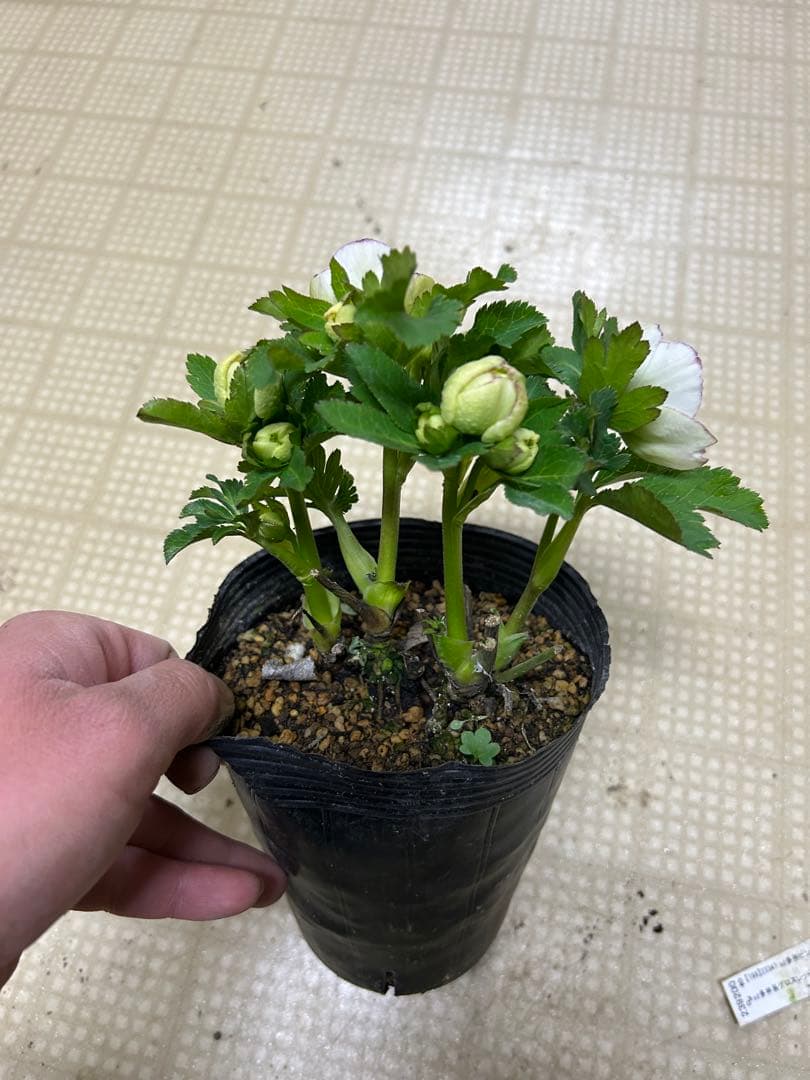 カップ咲き グリーンセミダブル 加藤農園 クリスマスローズ 同梱可能