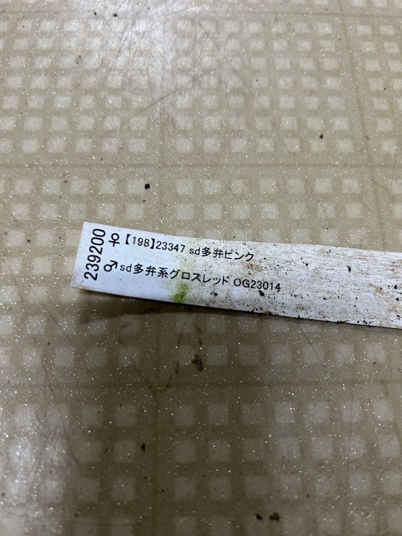 カップ咲き グリーンセミダブル 加藤農園 クリスマスローズ 同梱可能