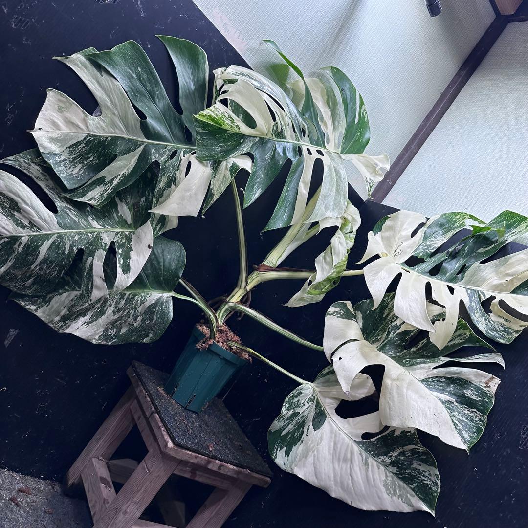 す*る様 斑入りモンステラ ホワイトタイガー極美大株74cm白斑多