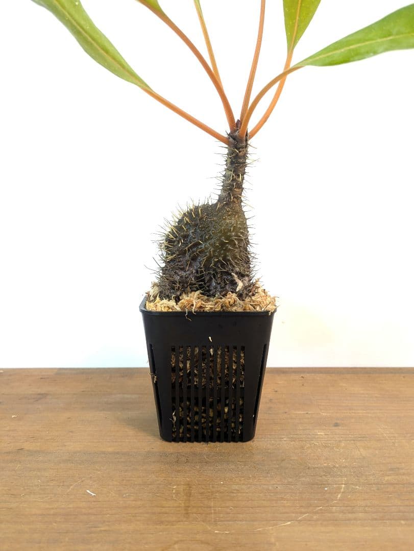 ミルメコディア プラティティレア オレンジ ペティオールズ アリ植物