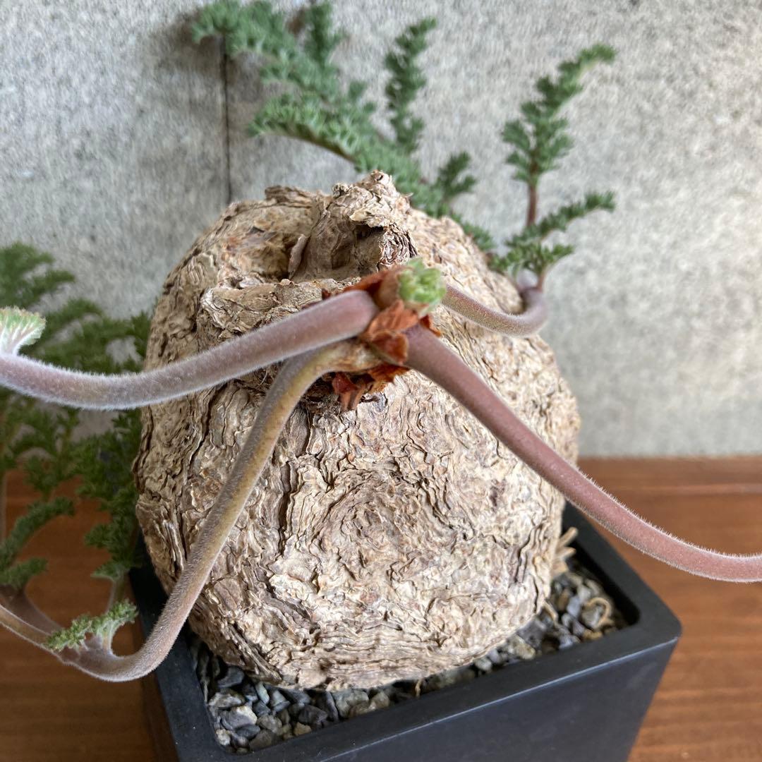 ペラルゴニウム トリステ 現地株 発根済み