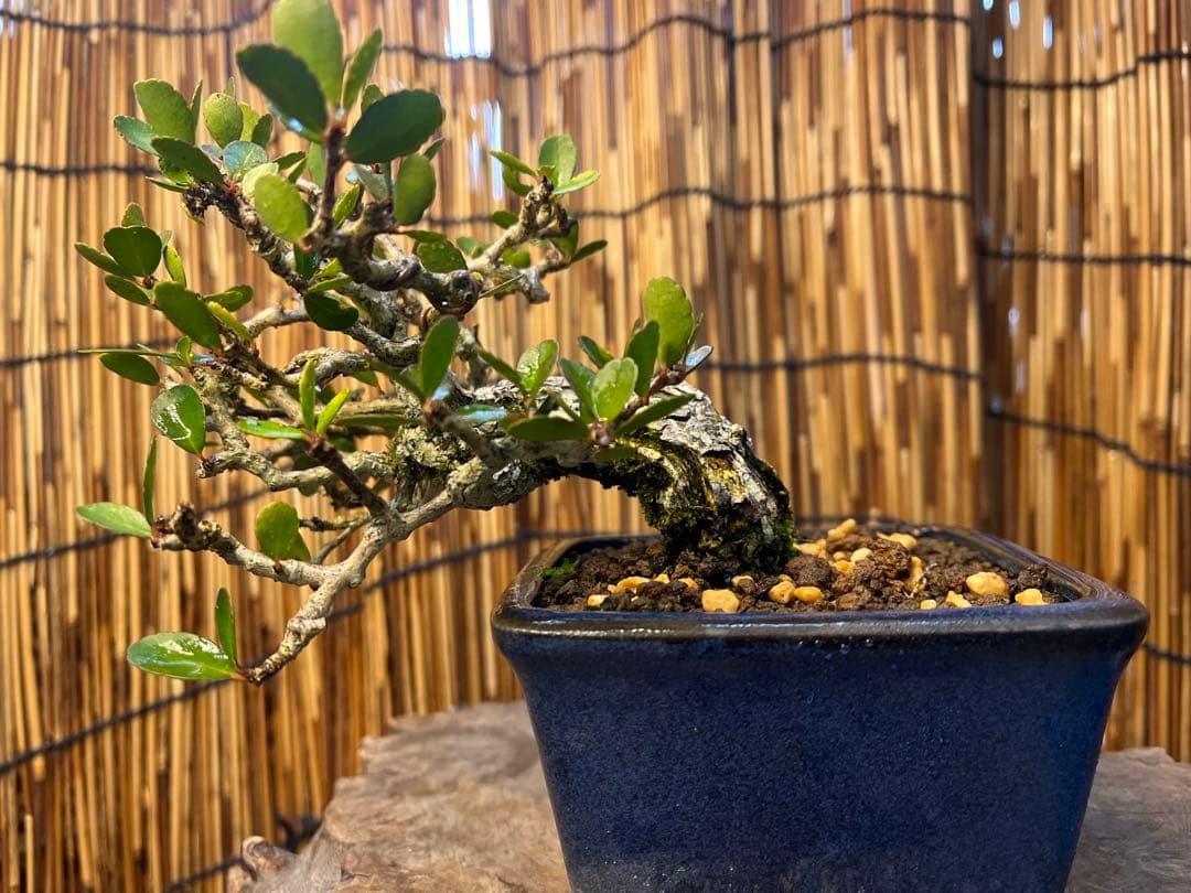 ✨✨✨ハリツリマサキ【◎良品素材】検/ハートツリー実happy♪セール♪