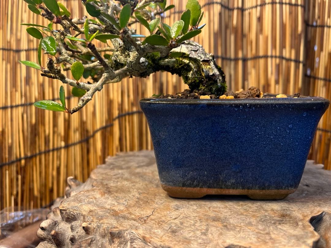 ✨✨✨ハリツリマサキ【◎良品素材】検/ハートツリー実happy♪セール♪