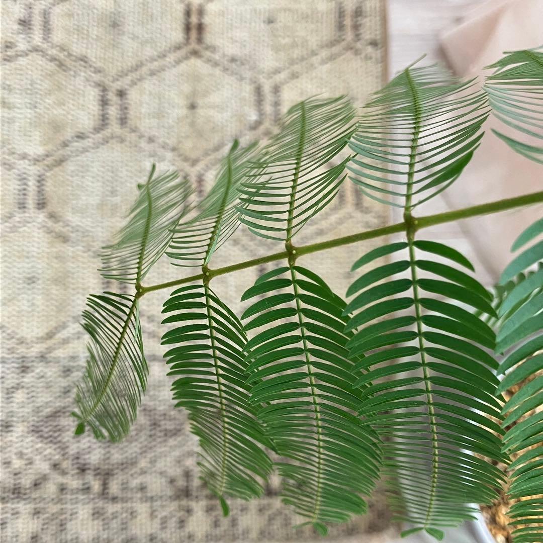 超ロング　均等ハニカム71×288✳︎ベージュ　ランナー　トルコヴィンテージラグ