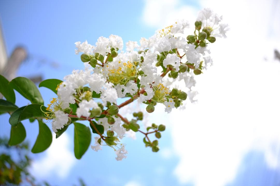 TTArtisan AF 27mm f/2.8 レンズ　Xマウント　銘匠光学