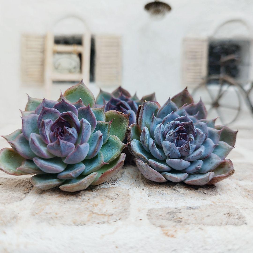 ブラックディーバ◎多肉植物 カット苗 韓国苗 エケベリア等