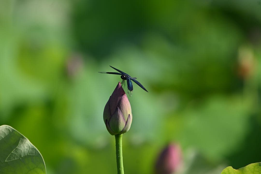 【作例あり】SIGMA超望遠　150-600mm Fマウント