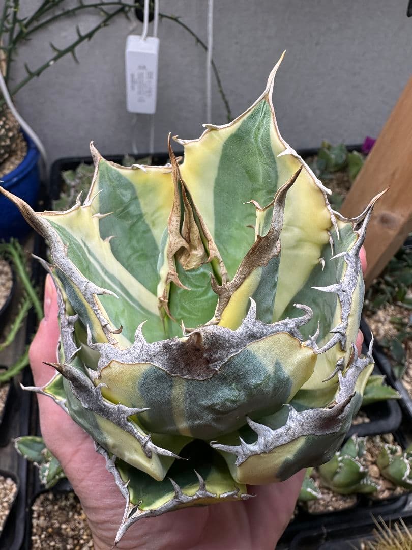 スナグルトゥース 暴牙 極上 ボールタイプ_1