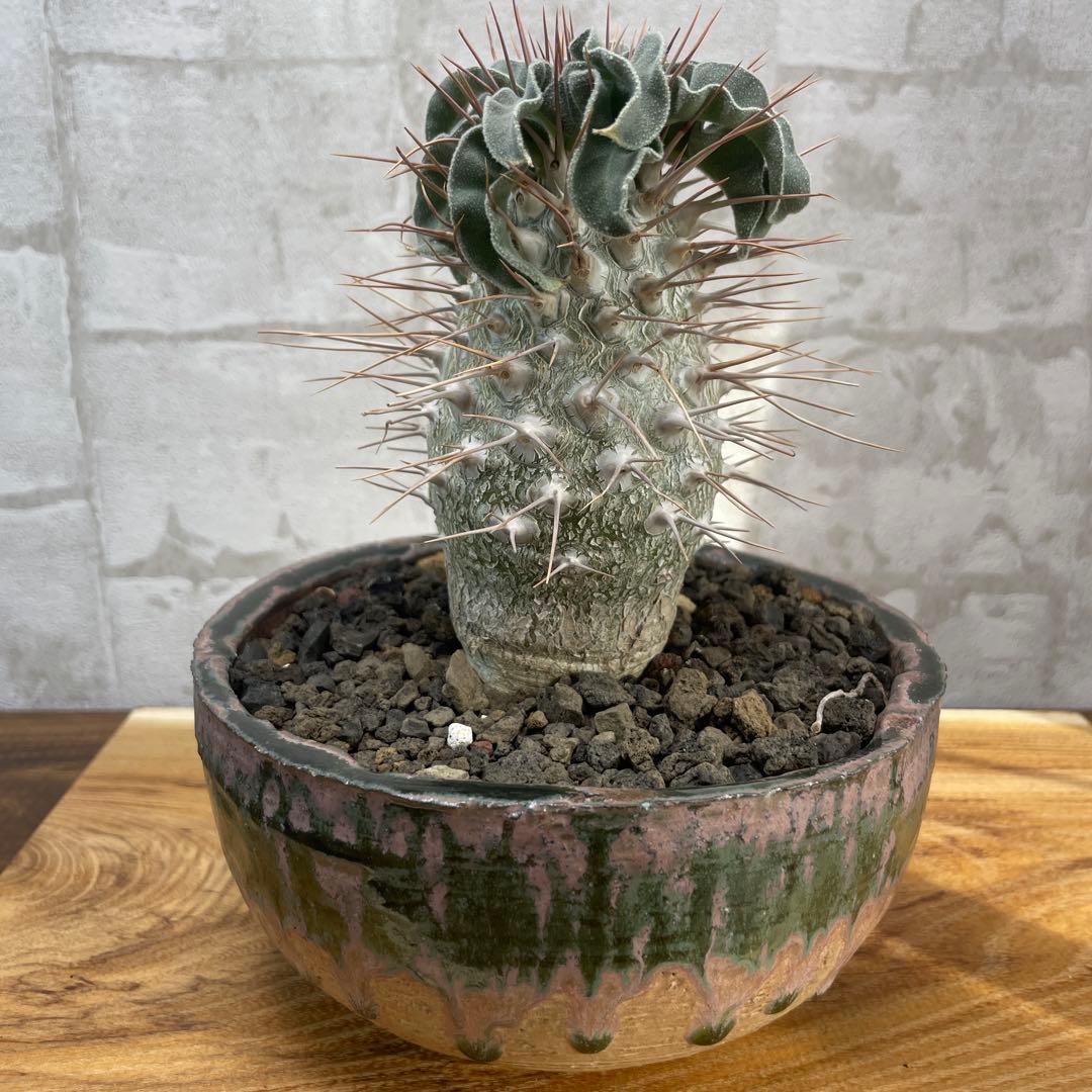 パキポディウム　ナマクアナム　光堂　発根済み　自根