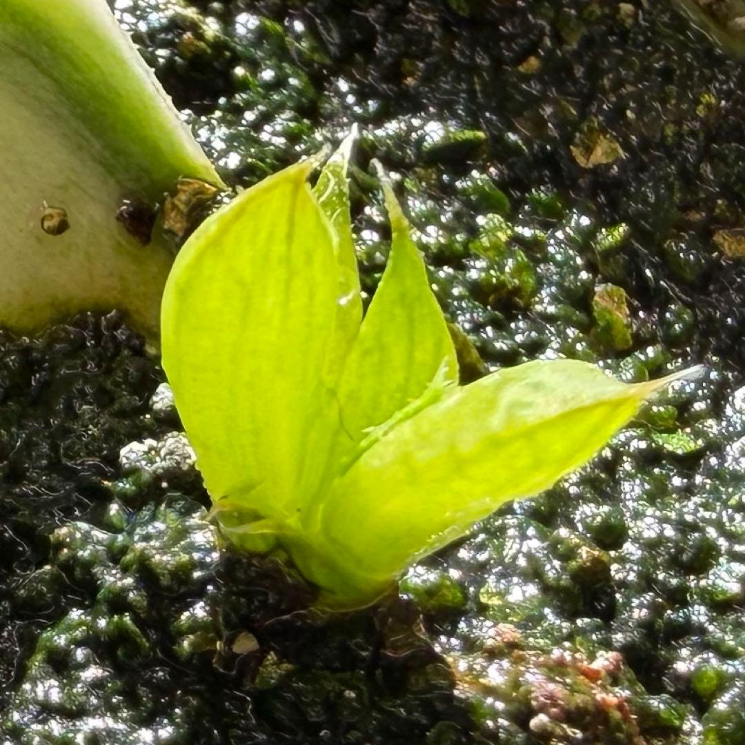 ハオルチア⭐️白蛇伝 葉挿し⭐️ 発根済み、美品、すくすく成長中！