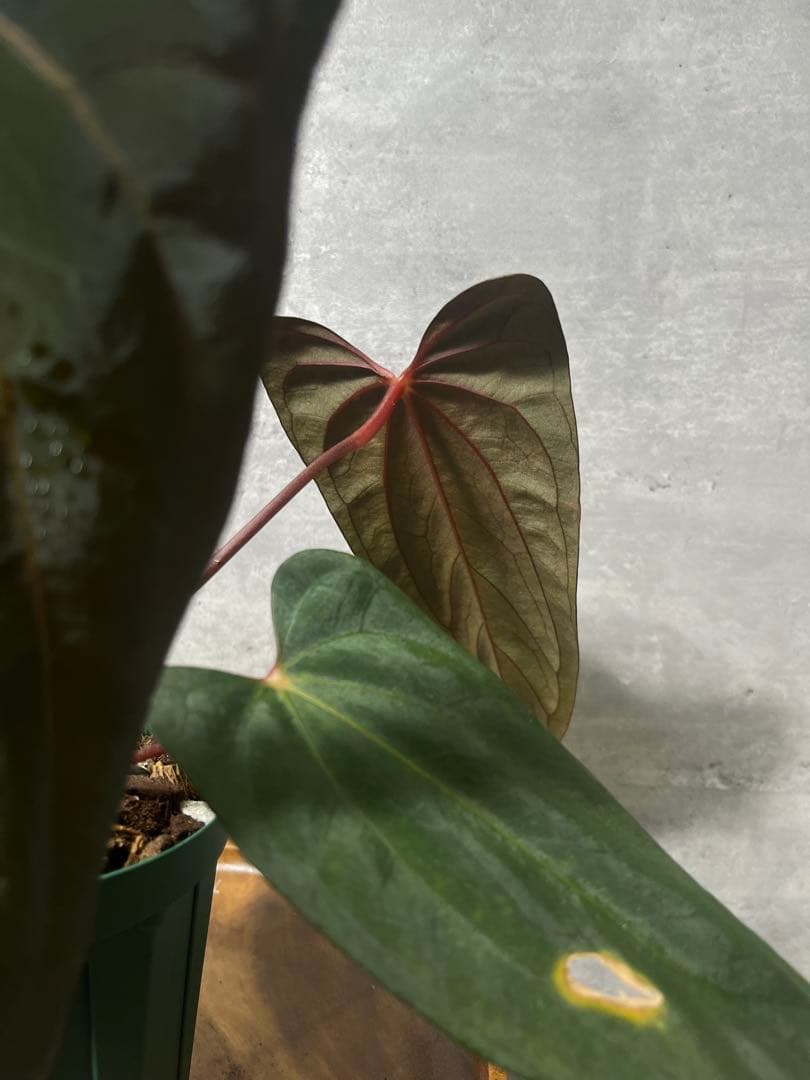 【トップカット】アンスリウムpapi FS/RVDP X Sp.nov.df