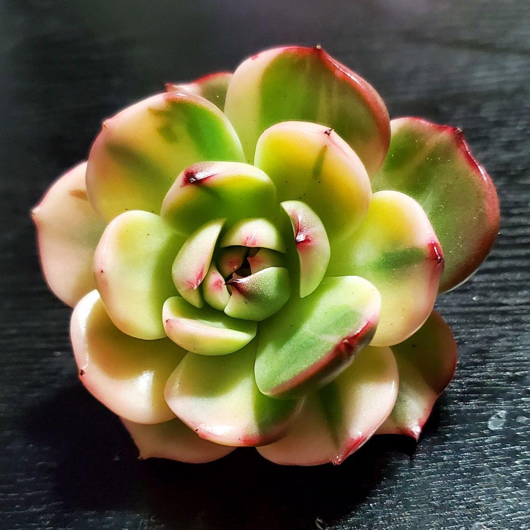 多肉・フラメンコ錦・極上派手色斑・ちびっこ2個付き