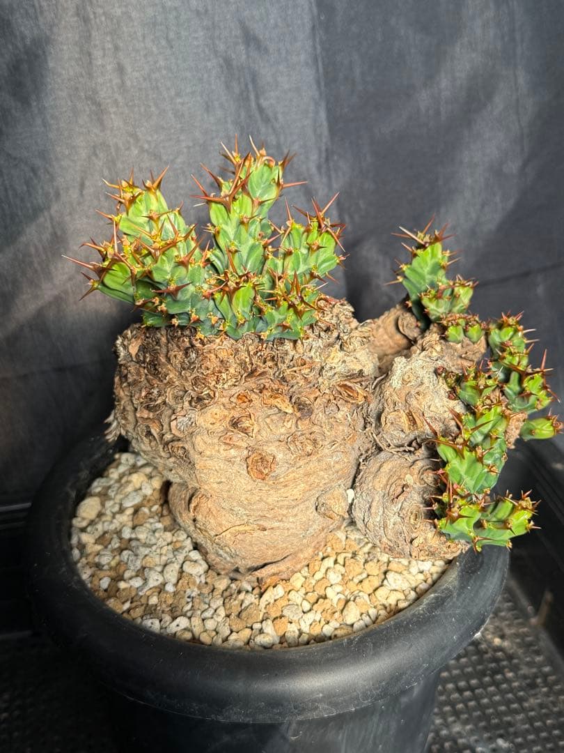 ①ユーフォルビア　クラビゲラ