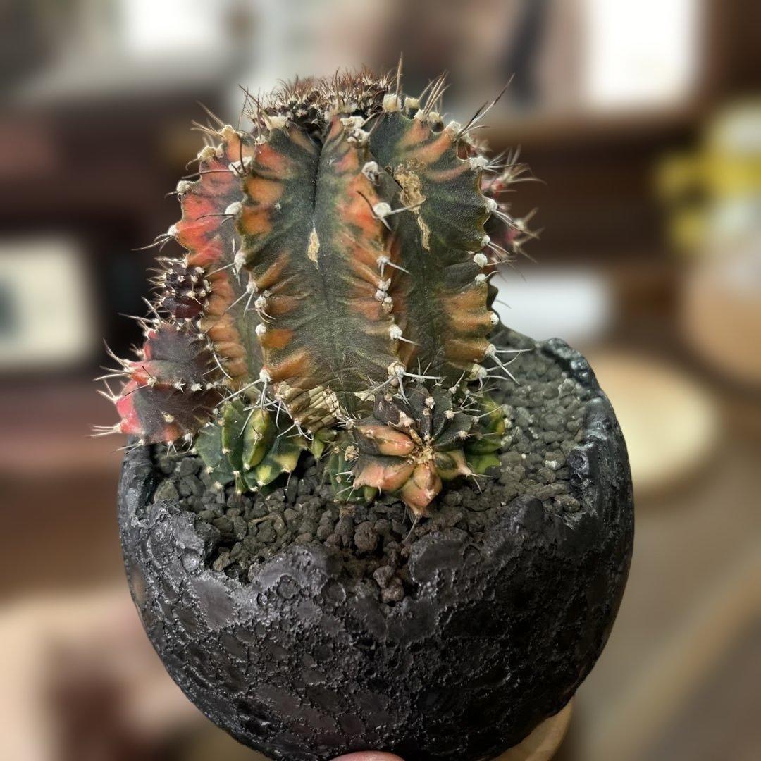 ギムノカリキウム 緋牡丹錦 × 中川智治 クレーターポット 鉢