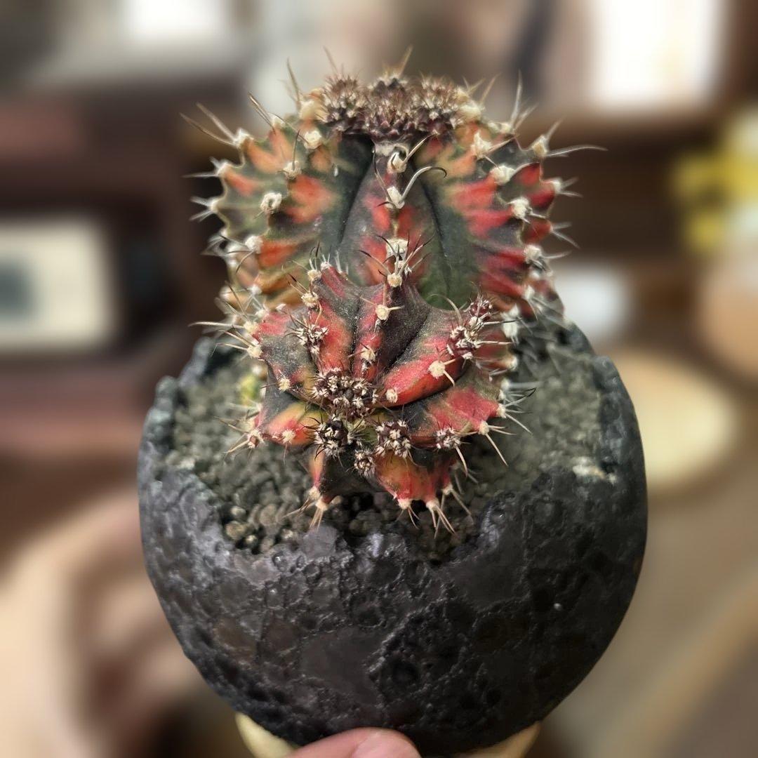 ギムノカリキウム 緋牡丹錦 × 中川智治 クレーターポット 鉢