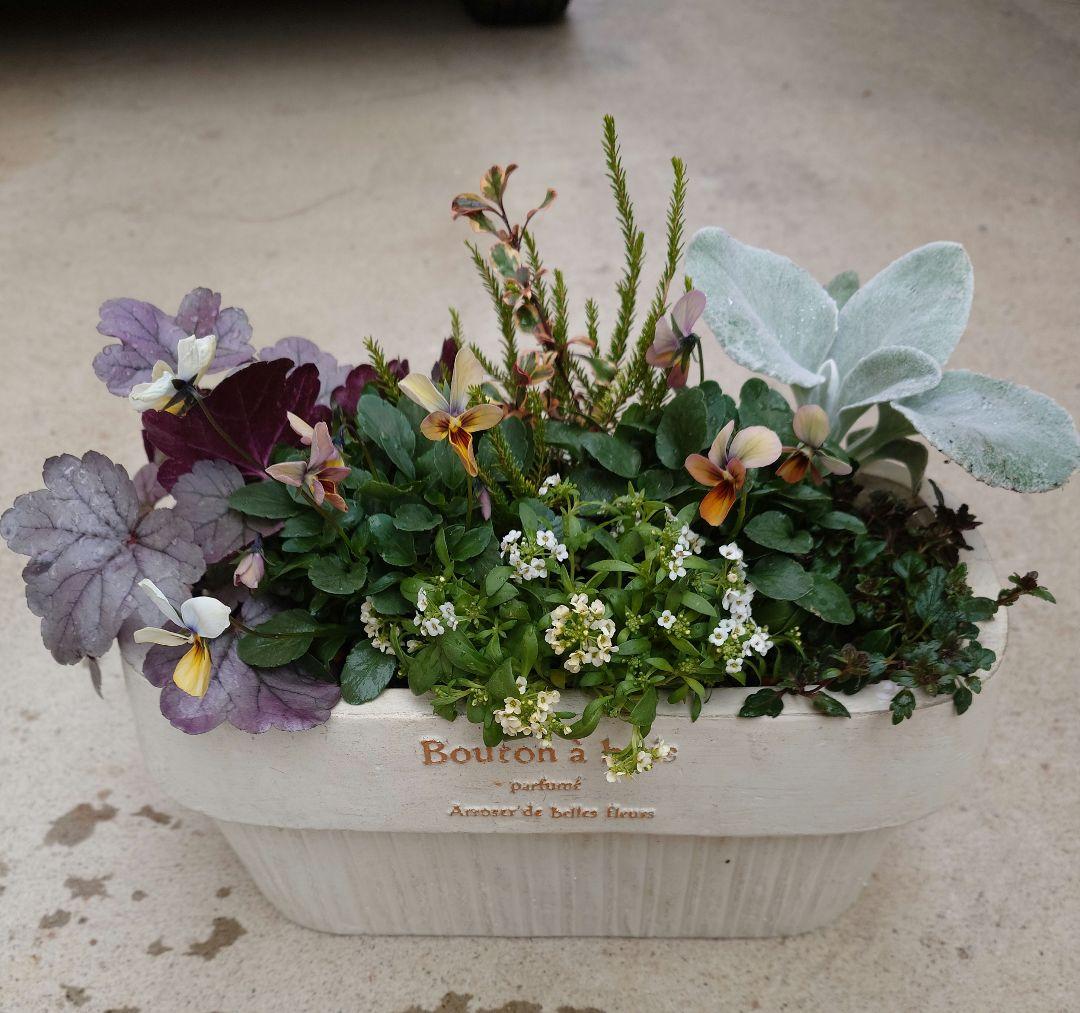 寄せ植え花　すみれ図鑑　HARUページ