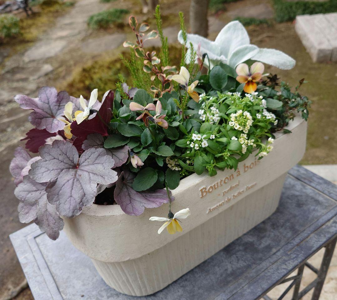 寄せ植え花　すみれ図鑑　HARUページ