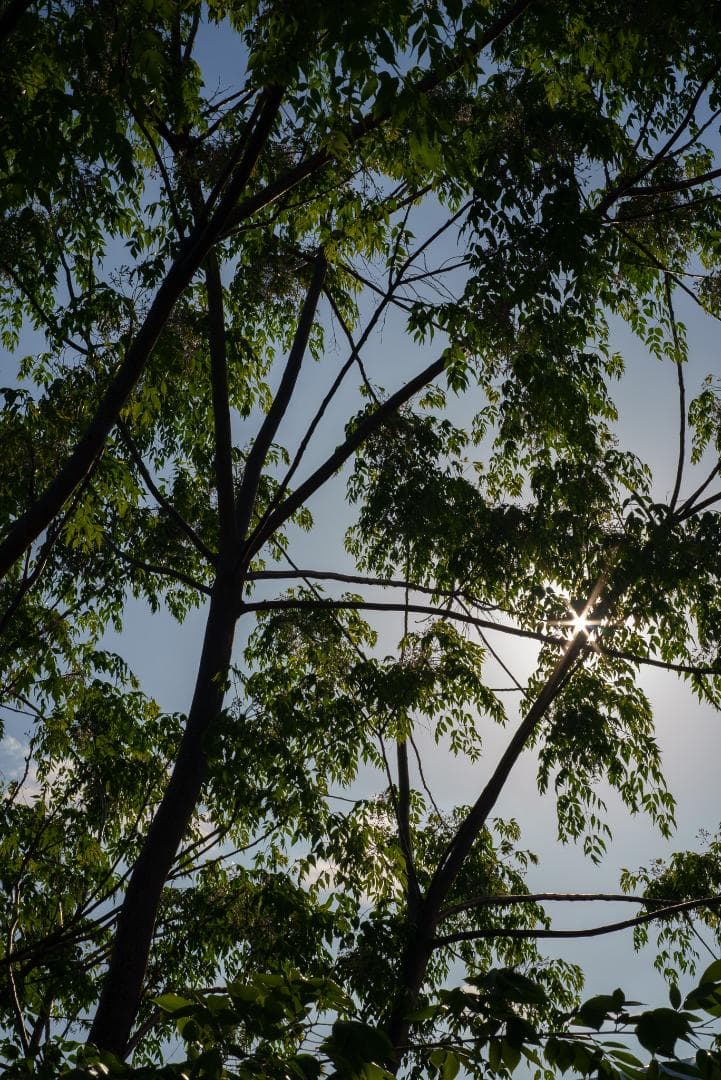 鷹の目！CONTAX Tessar 45mm F2.8 MMJ パンケーキレンズ