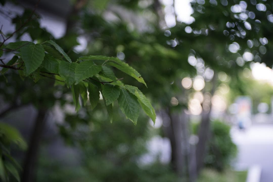 鷹の目！CONTAX Tessar 45mm F2.8 MMJ パンケーキレンズ
