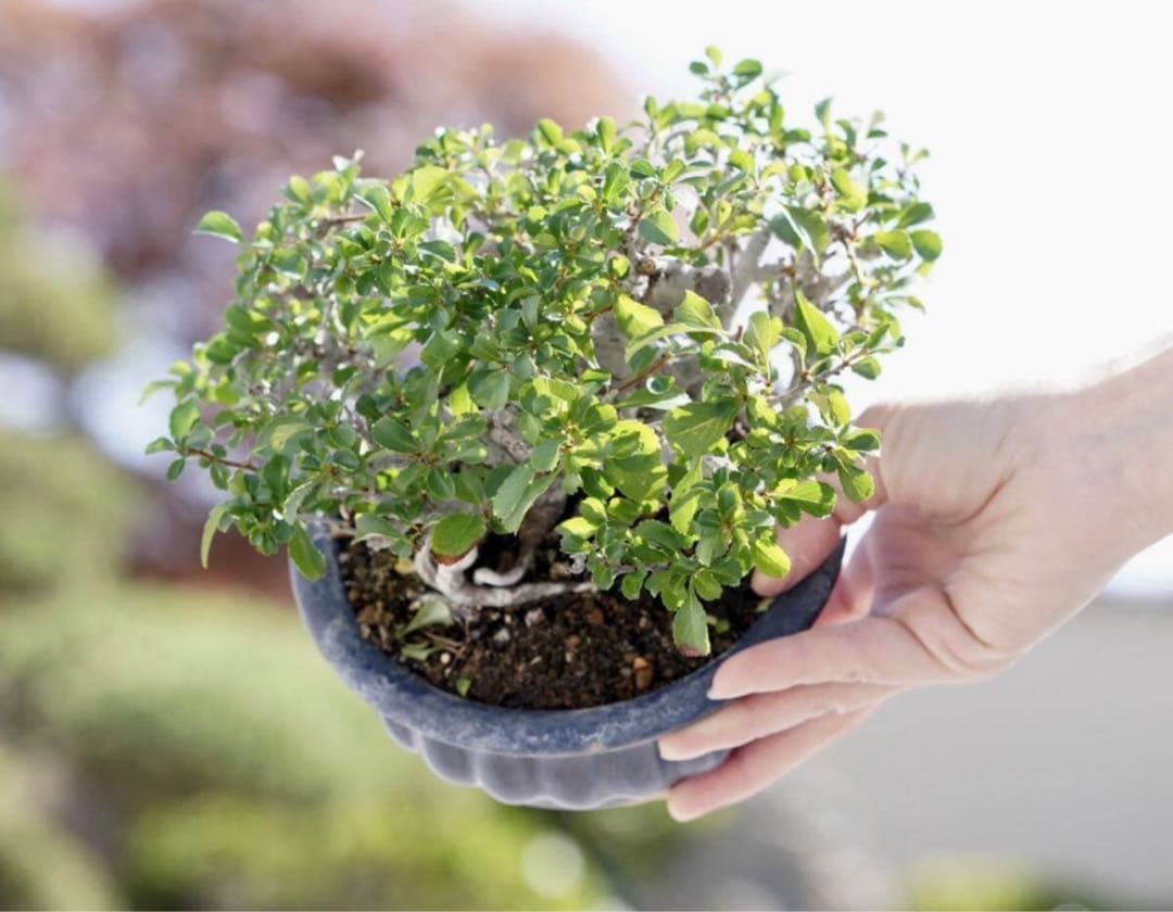 「亦盆栽」長寿梅 紅花 小品盆栽