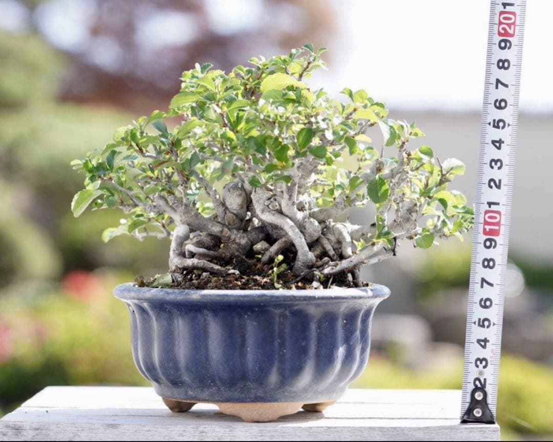 「亦盆栽」長寿梅 紅花 小品盆栽