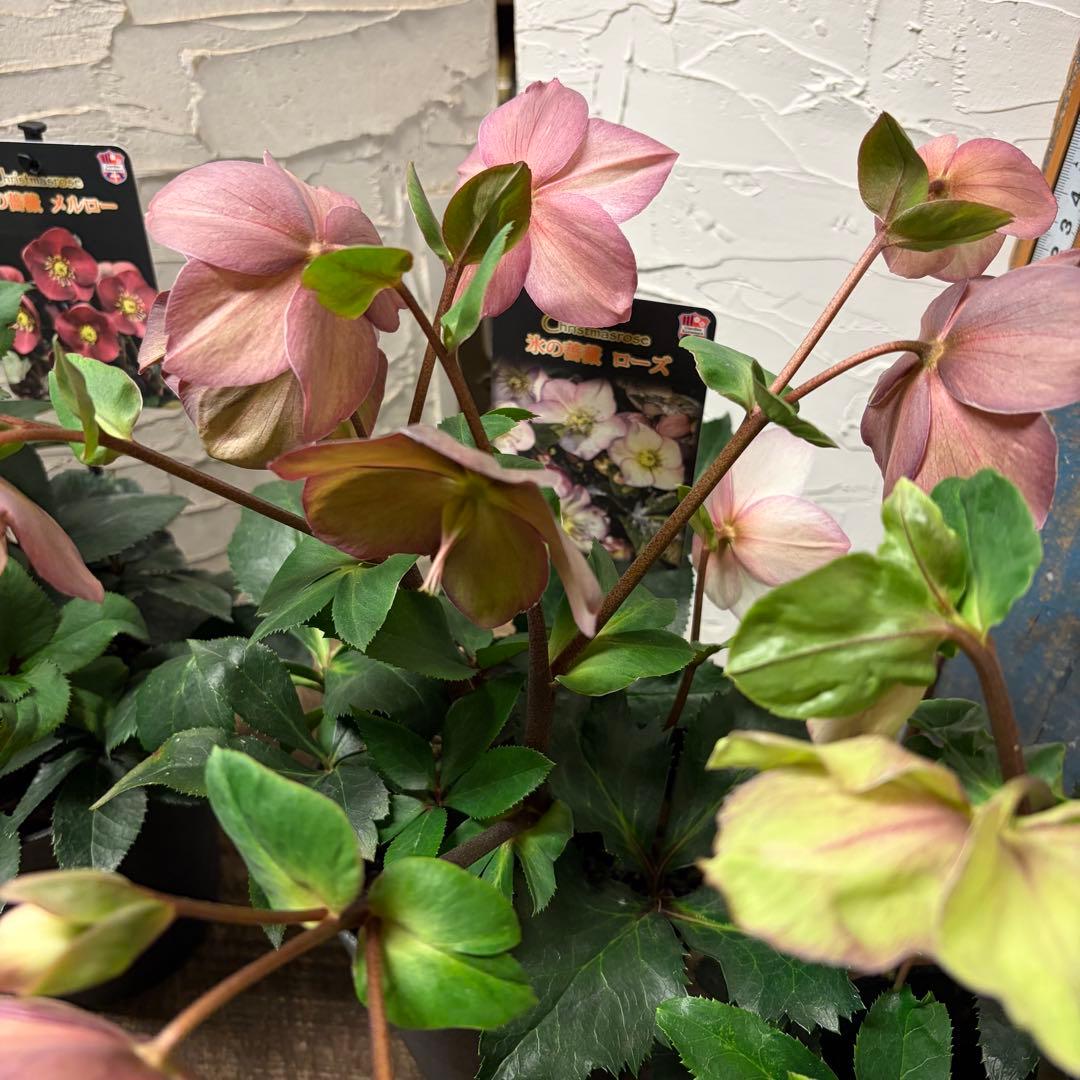y*a様 【特選】　クリスマスローズ　氷の薔薇　5寸4種4鉢 変更可能