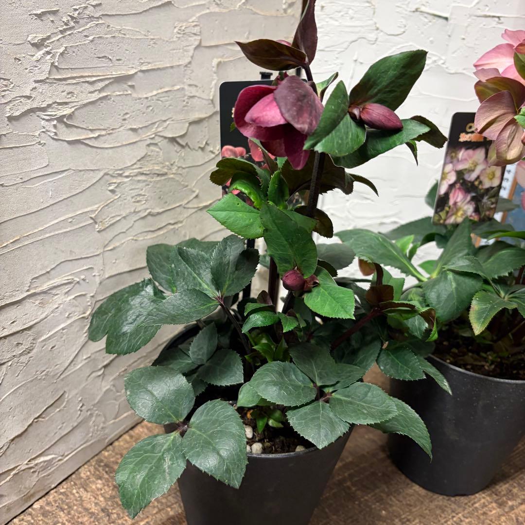 y*a様 【特選】　クリスマスローズ　氷の薔薇　5寸4種4鉢 変更可能