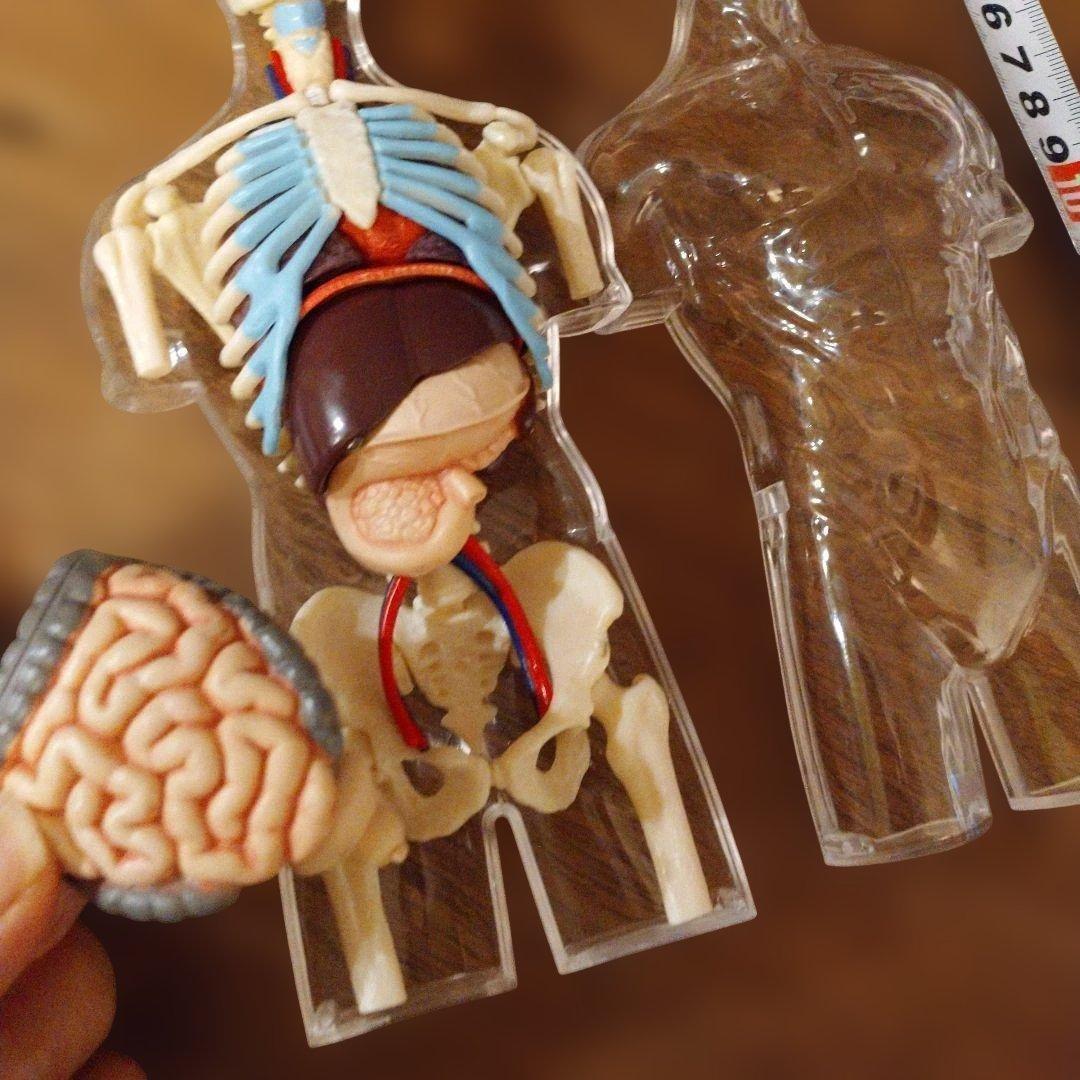 即日発送！４D　MASTER　人体模型 インテリア 解剖学 知育