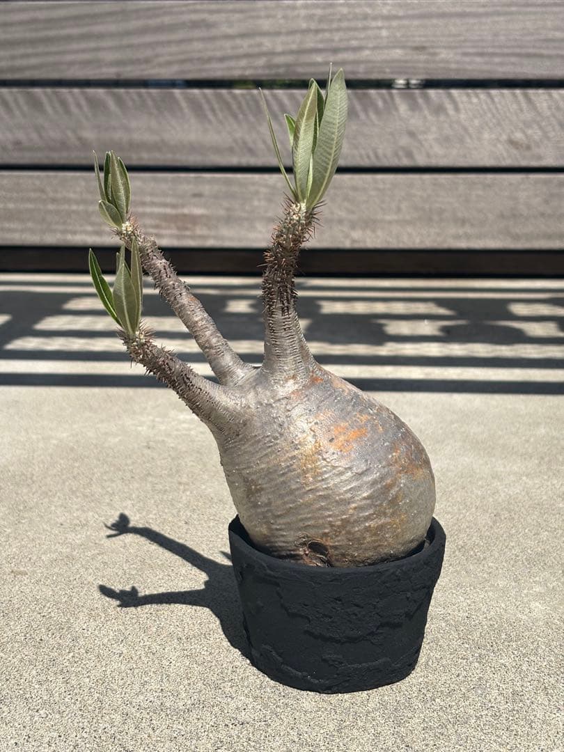 グラキリス 現地球 発根済み F.I.P鉢