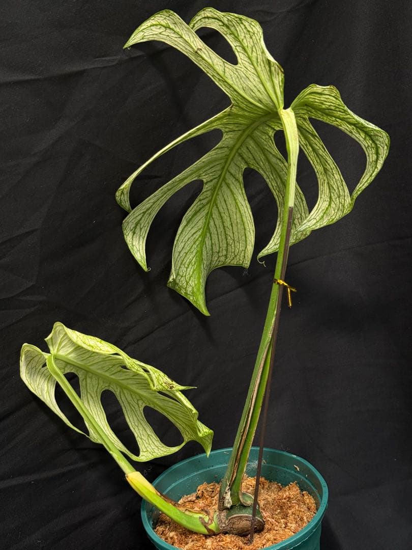 24Bモンステラ・デビルモンスター　デリシオーサ 斑入り 大株 美株
