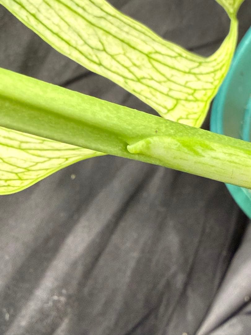 24Bモンステラ・デビルモンスター　デリシオーサ 斑入り 大株 美株