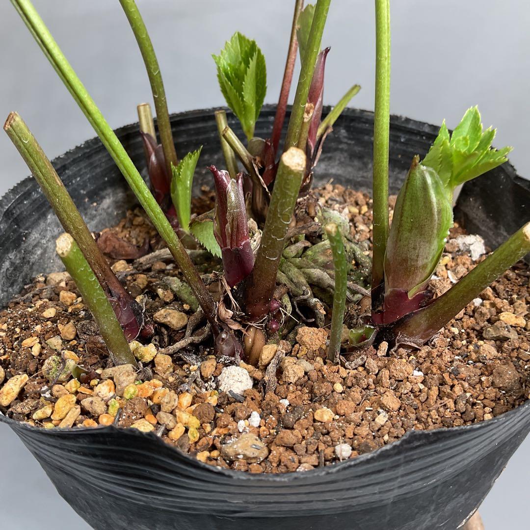 クリスマスローズ 超多弁ホワイト【開花3年目充実株】