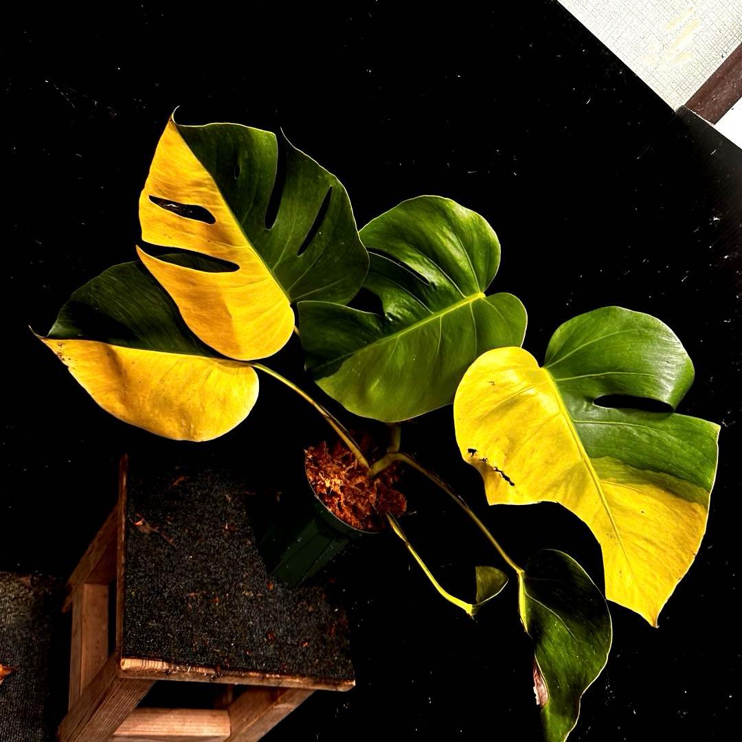F*7様 斑入りモンステラボルシギアナオーレアハーフムーン黄斑4号鉢植え48cm