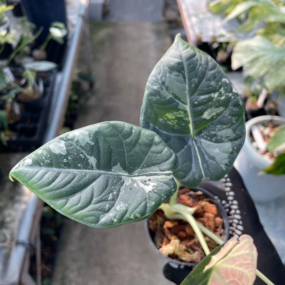 k*T様 A1アロカシア　マハラニ　アルボ 送料込み