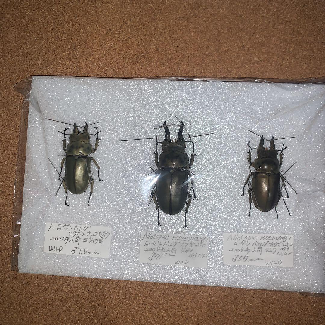 Ａ.ローゼンベルク　オオゴンオニ野外品3体セット