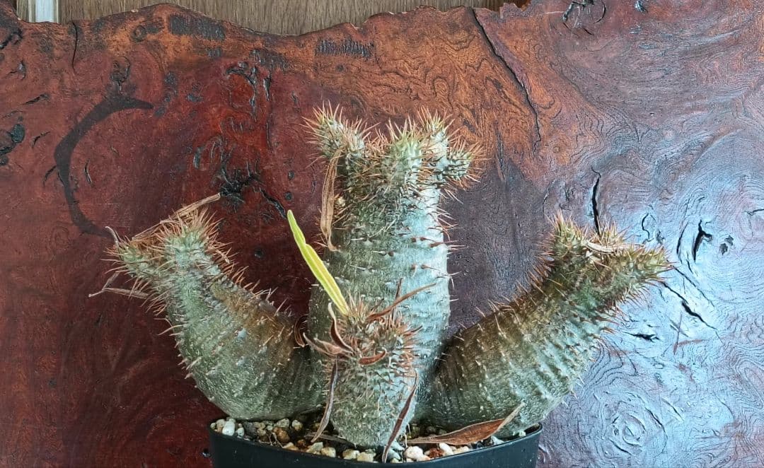 実生7年　パキポディウム　グラキリス　大サイズ