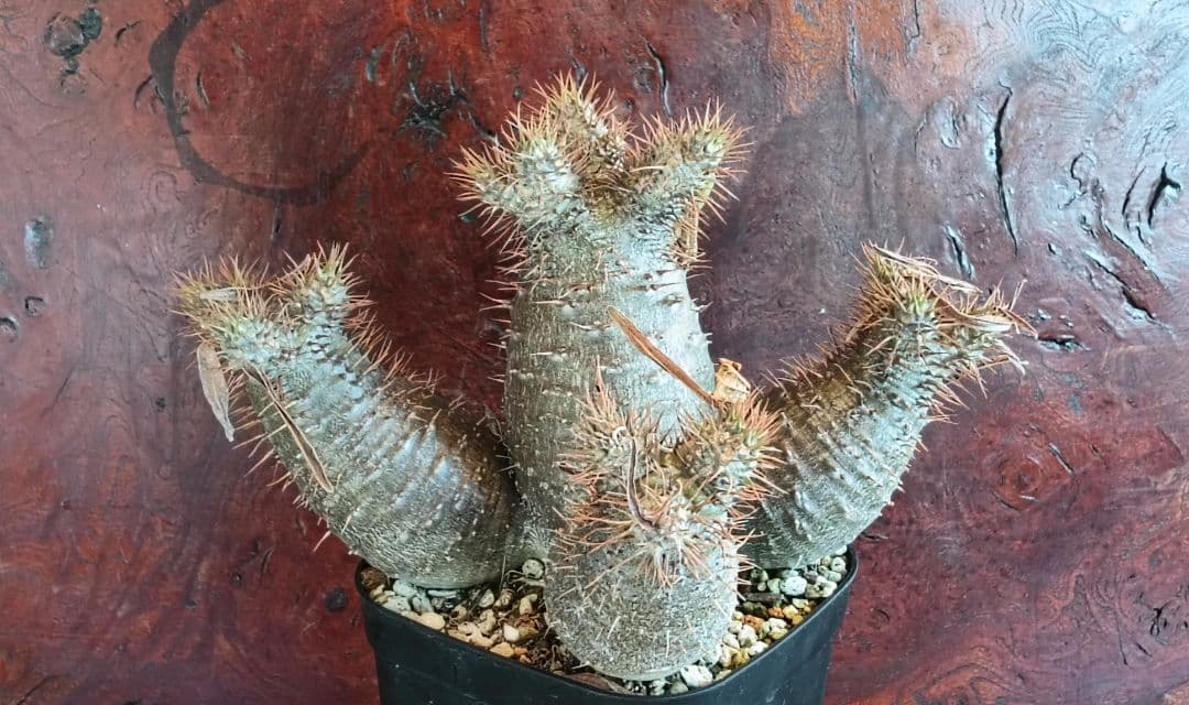 実生7年　パキポディウム　グラキリス　大サイズ